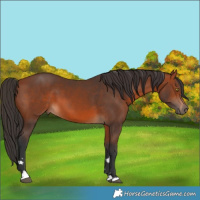 Horse Color:Bay 