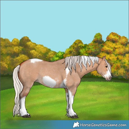 Horse Color:Silver Bay Dun Sabino Tobiano Frame Rabicano 