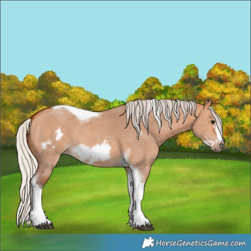 Horse Color:Silver Bay Dun Sabino Tobiano Frame Rabicano 