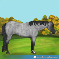 Horse Color:Blue Roan Rabicano 
