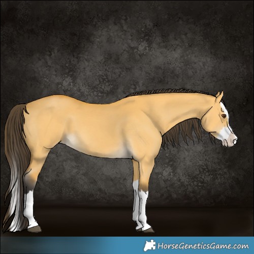 Horse Color:Buckskin Dun Splash 