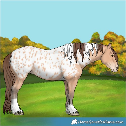 Horse Color:Amber Champagne Tobiano Near Leopard
