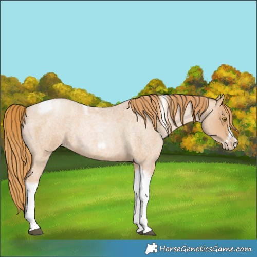 Horse Color:Red Roan Pearl Tobiano Frame