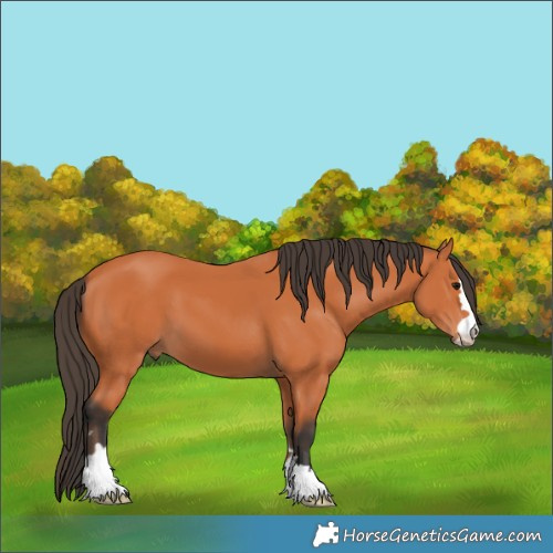 Horse Color:Bay 