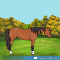 Horse Color:Bay 