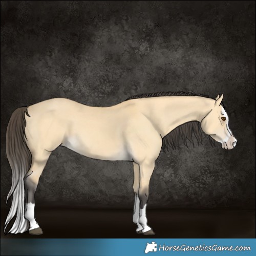 Horse Color:Buckskin Dun Splash 