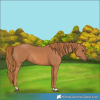 Horse Color:Chestnut 