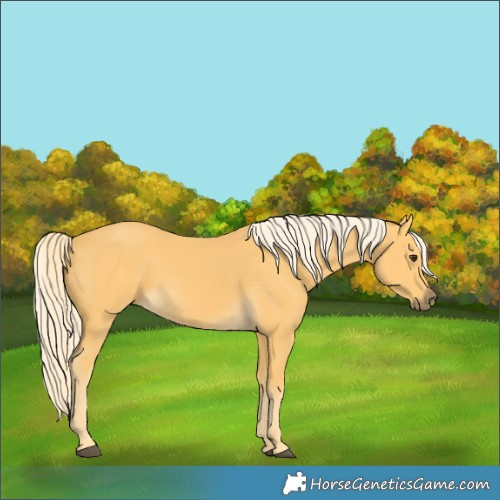 Horse Color:Palomino 