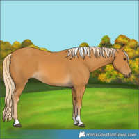 Horse Color:Palomino Tobiano 