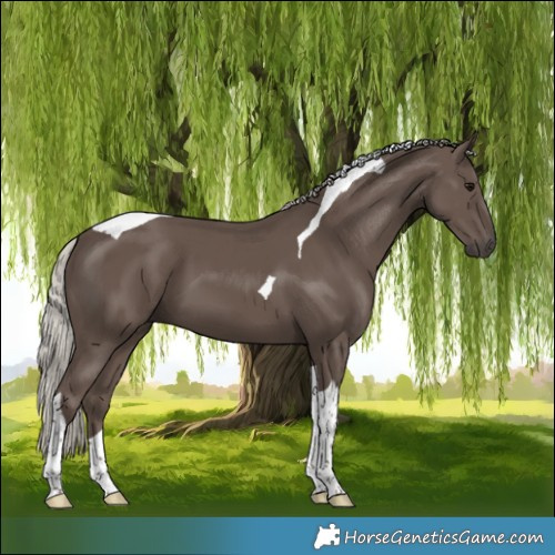 Horse Color:Silver Black Tobiano 
