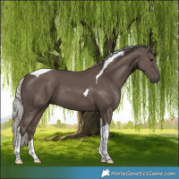 Horse Color:Silver Black Tobiano