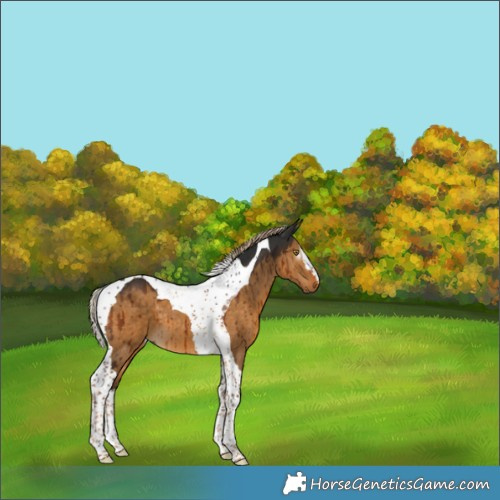 Horse Color:Gray Chocolate Palomino Dun Splash Tobiano Brindle 