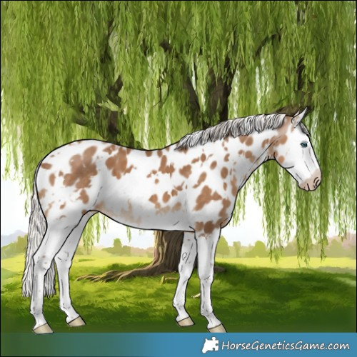 Horse Color:Gray White Spotted Silver Smoky Creme Splash Appaloosa 