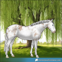 Horse Color:Gray White Spotted Silver Smoky Creme Splash Appaloosa
