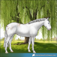 Horse Color:Gray White Spotted Silver Smoky Creme Splash Near Leopard 