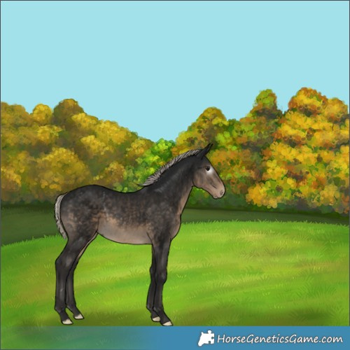 Horse Color:Gray Silver Smoky Black 