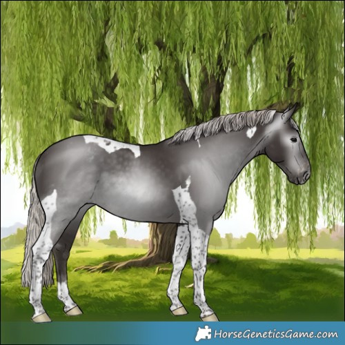 Horse Color:Gray Silver Black Tobiano Appaloosa 