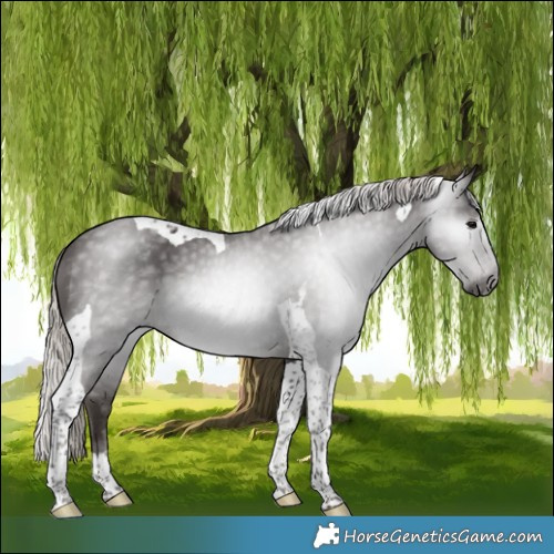 Horse Color:Gray Silver Black Tobiano Appaloosa 