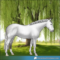 Horse Color:Gray Silver Black Tobiano Appaloosa