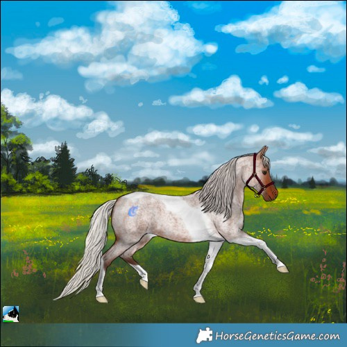 Horse Color:Silver Brown Roan Tobiano 