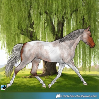 Horse Color:Silver Brown Roan Tobiano 