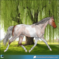 Horse Color:Silver Brown Roan Tobiano 