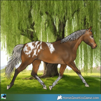 Horse Color:Gray Silver Buckskin Sabino Tobiano Appaloosa 