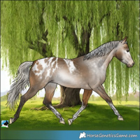Horse Color:Gray Silver Buckskin Sabino Tobiano Blanket 