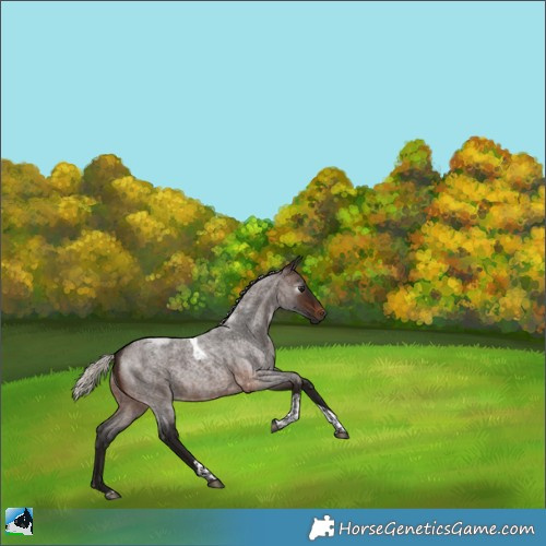 Horse Color:Gray Silver Brown Roan Tobiano 