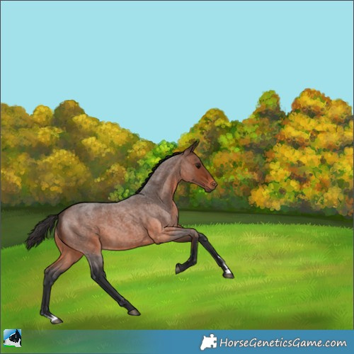 Horse Color:Brown Roan 