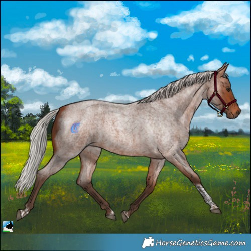 Horse Color:Silver Brown Roan Tobiano 