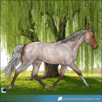 Horse Color:Silver Brown Roan Tobiano 