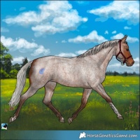 Horse Color:Silver Brown Roan Tobiano 