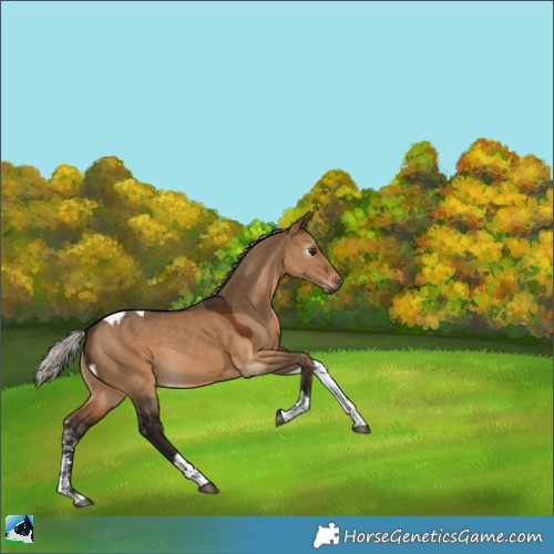 Horse Color:Gray Silver Bay Dun Sabino Tobiano 