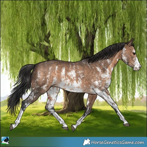 Horse Color:Brown Dun Sabino