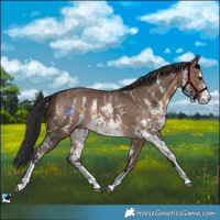 Horse Color:Brown Dun Sabino 
