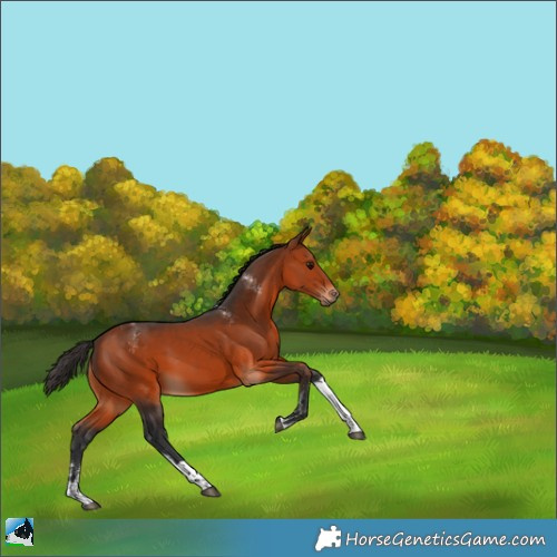 Horse Color:Powder White Bay Tobiano Rabicano 