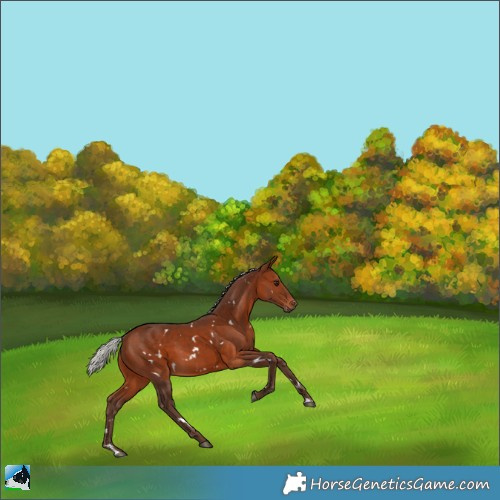 Horse Color:White Spotted Silver Bay Rabicano 