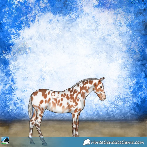 Horse Color:White Spotted Silver Bay Appaloosa 