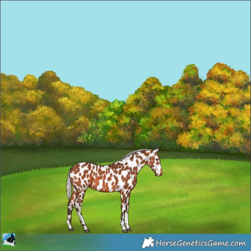 Horse Color:Silver Brown Tobiano Appaloosa 