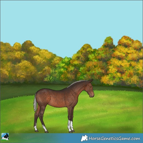 Horse Color:Silver Brown Tobiano 