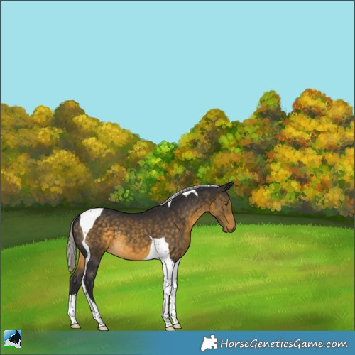 Horse Color:Silver Buckskin Tobiano 