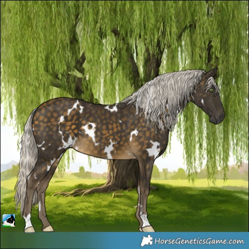 Horse Color:White Spotted Silver Buckskin 