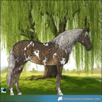 Horse Color:White Spotted Silver Buckskin 