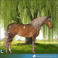 Horse Color:White Spotted Chocolate Palomino 