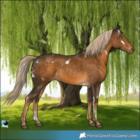 Horse Color:White Spotted Chocolate Palomino 