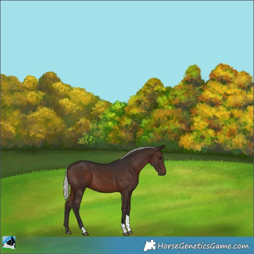 Horse Color:Silver Brown Tobiano 