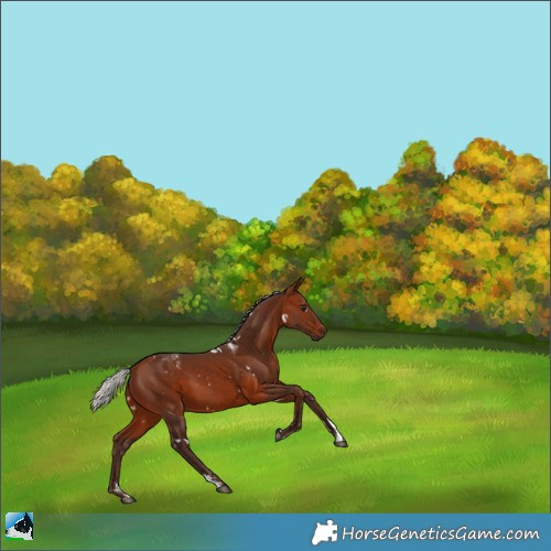 Horse Color:Powder White White Spotted Silver Bay 