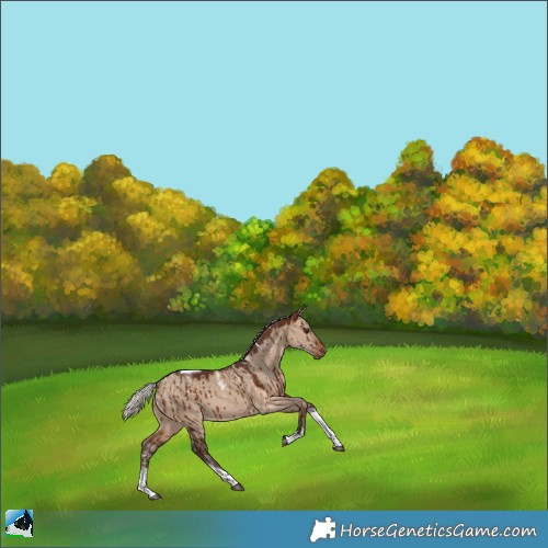 Horse Color:Powder White Silver Brown Dun Tobiano Brindle 