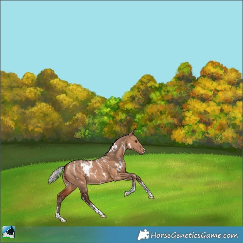 Horse Color:Powder White White Spotted Silver Bay Dun 